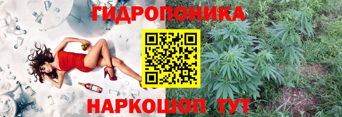 Конопля сатива Сланцы